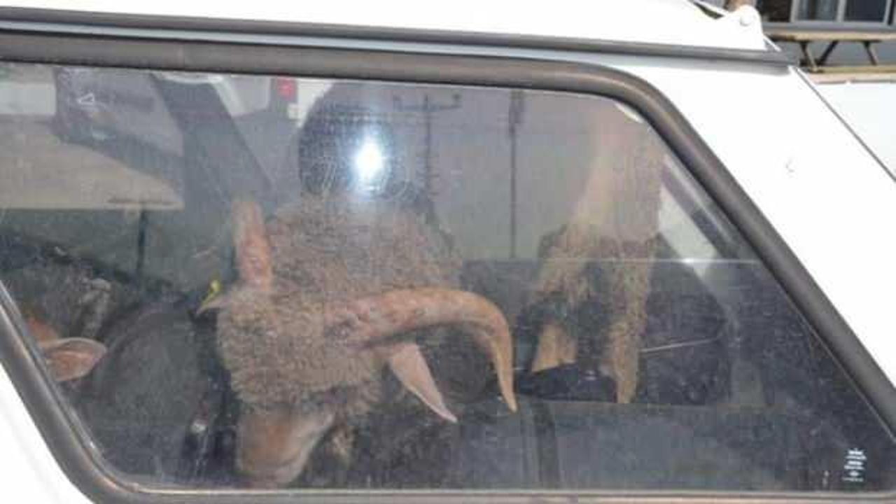 Çaldıkları 2 koyunu taşımak için 2 otomobil çaldılar