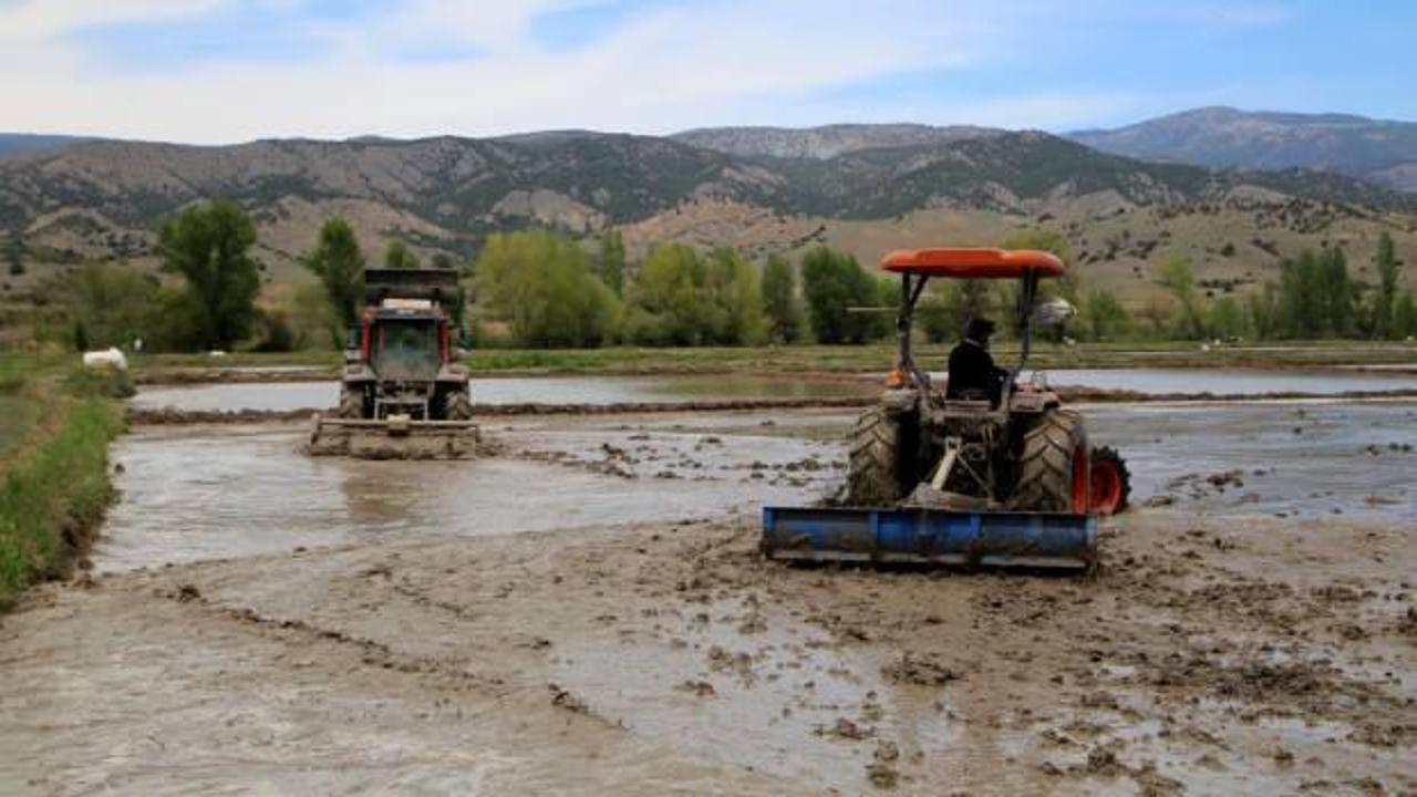 Çeltik üreticilerinin ramazanda da zorlu mesaileri sürüyor