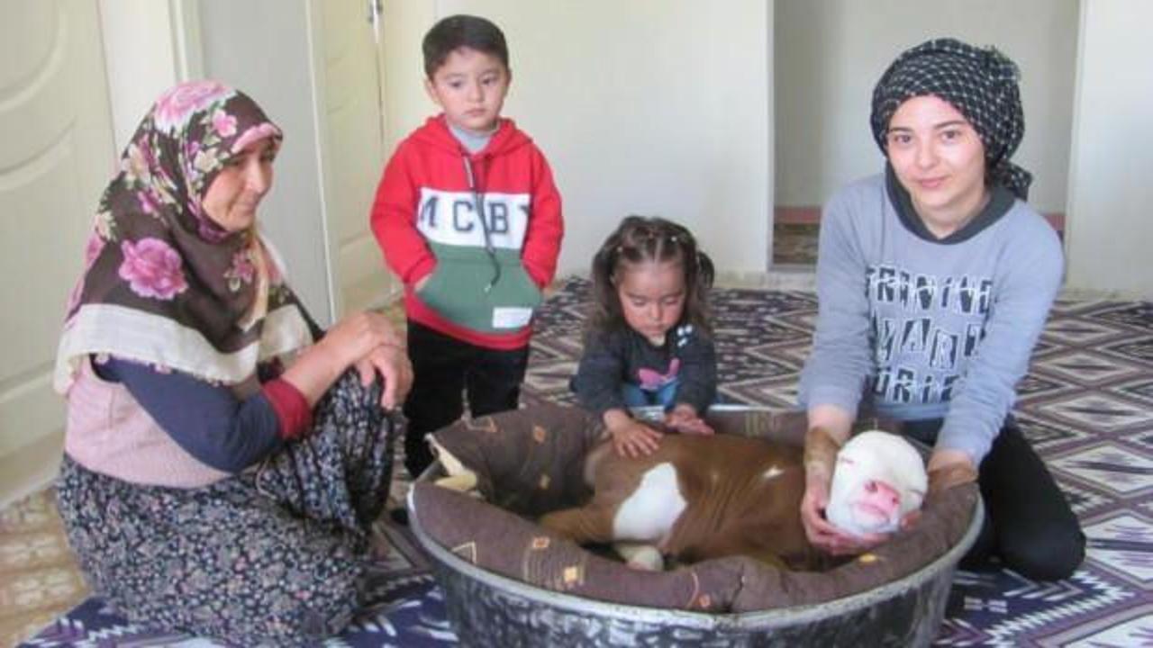 Erken doğan buzağıya evlerinde çocuk gibi bakıyorlar