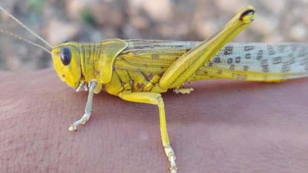 &Ouml;n&uuml;ne geleni yiyor! &Ccedil;ekirge uyarısı