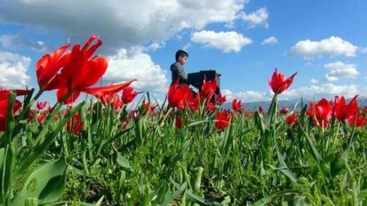 Muş Ovası'nda piyano resitali!