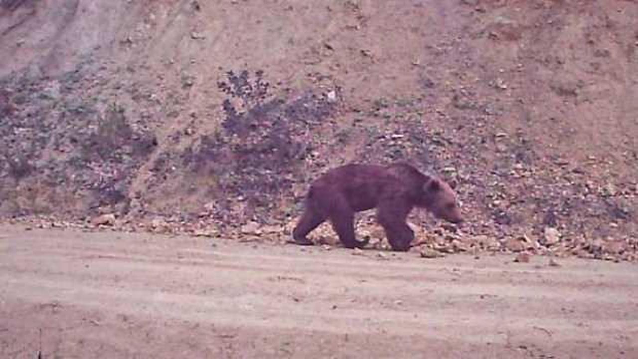 Su i&ccedil;en ayı foto kapanla g&ouml;r&uuml;nt&uuml;lendi