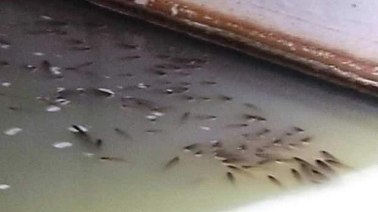 Tekirdağ’da deredeki balık ölümleri tedirgin ediyor