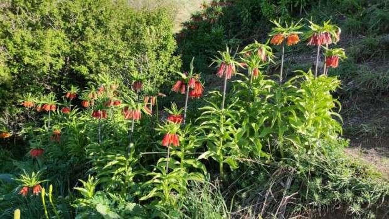 Ters lalelerin g&ouml;rsel ş&ouml;leni bitti