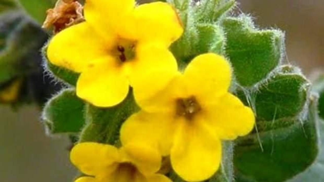 Yalı Havacivası yok olma tehlikesi ile karşı karşıya