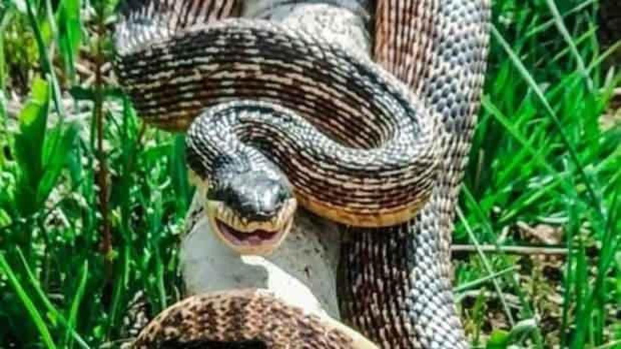 Yılanı vurmak istemişti! &Ccedil;ocuklar hastaneye kaldırıldı