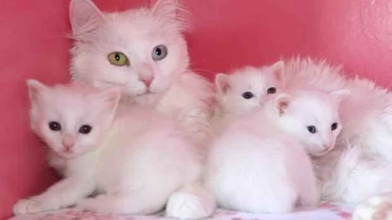 24 Van kedisi, 70'e yakın yavru doğurdu