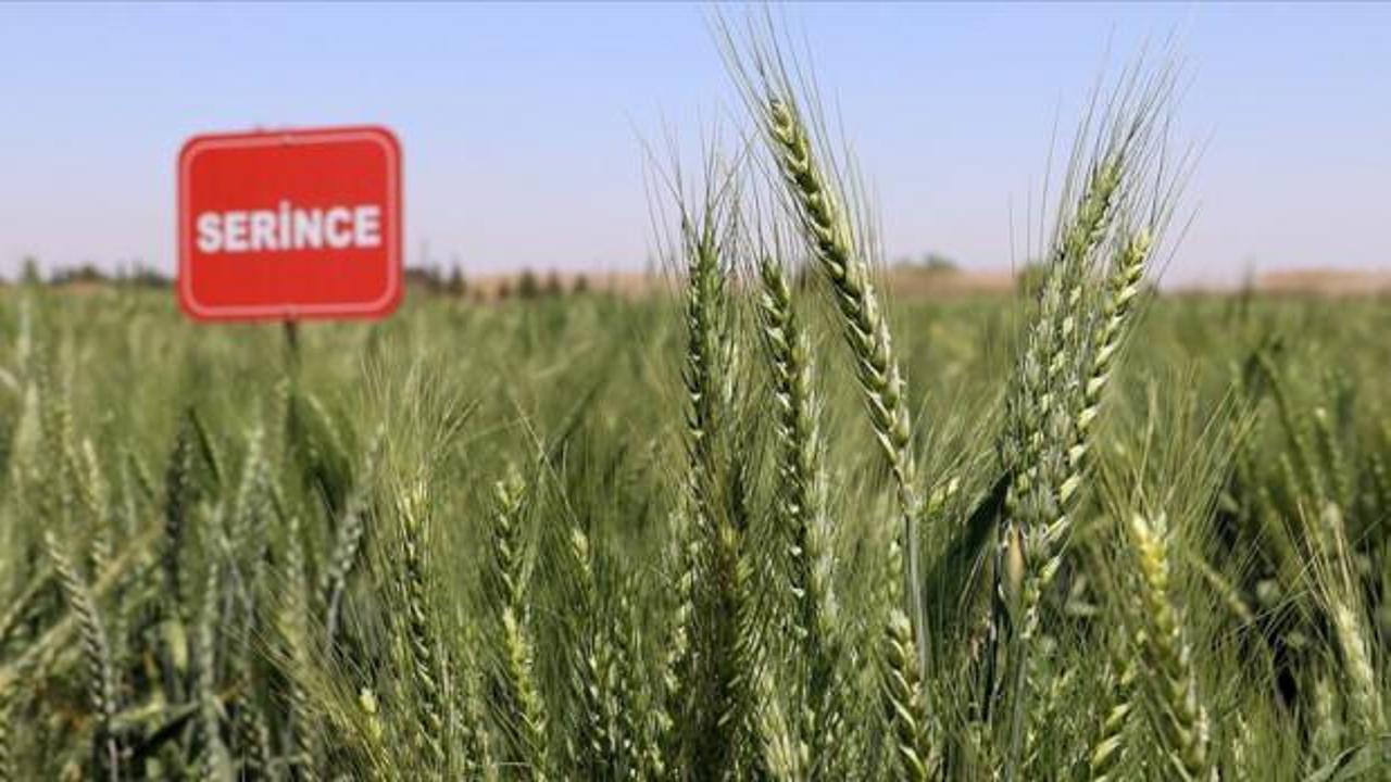 Yerli buğdaylar rekolteyi yüzde 20 artıracak