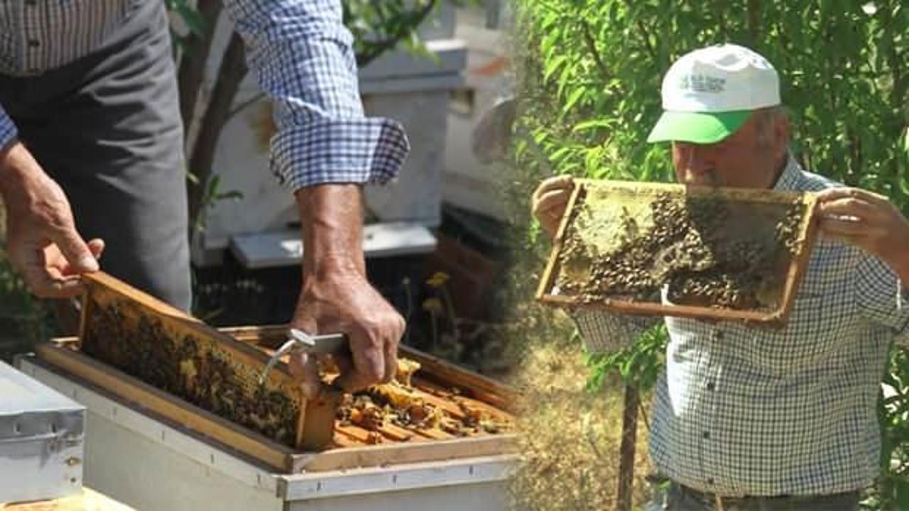 10 yıldır arıcılıkla uğraşan adam arı dolu çıtayı öpüp, arıları eliyle tutuyor