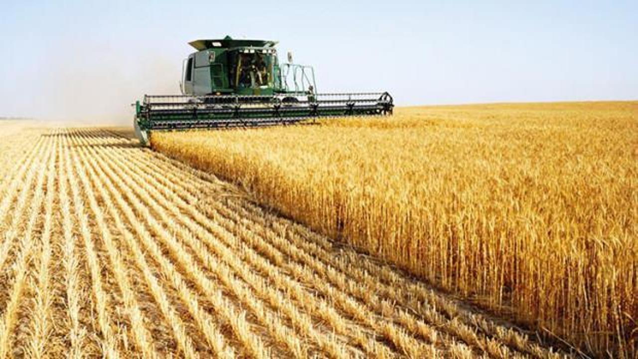 Buğdayda rekolte beklentisi 17.5 milyon ton