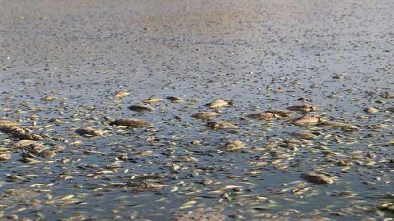 G&ouml;l kurumaya başladı, balıklar telef oldu