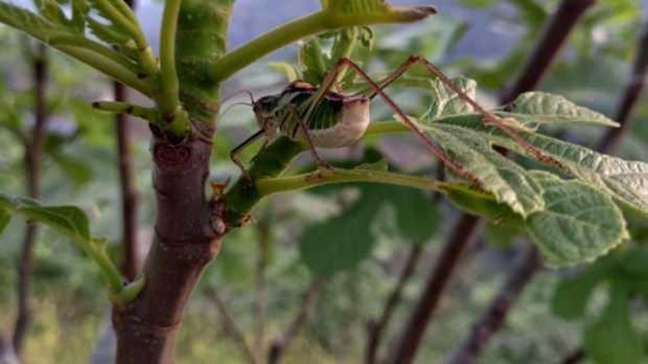 İncir bahçelerinde çekirge istilası!