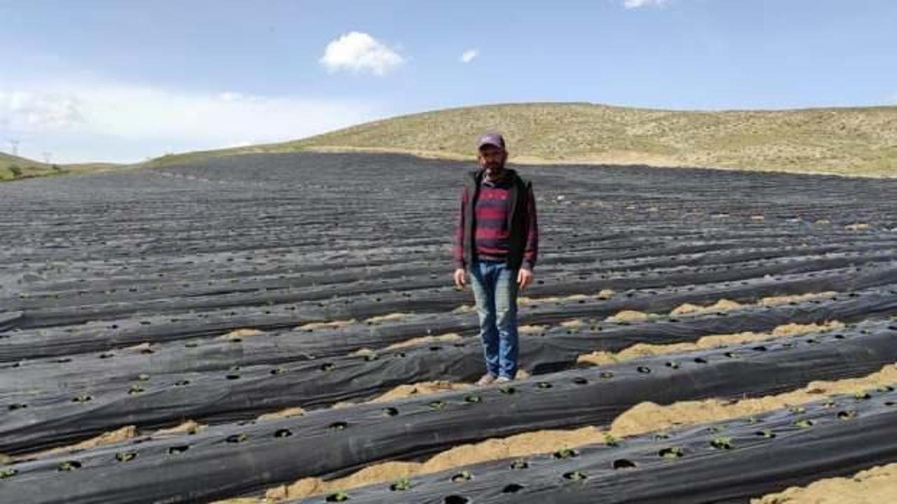 Kahramanmaraş'ta ot bitmeyen tarlalarda üretim yapıyor