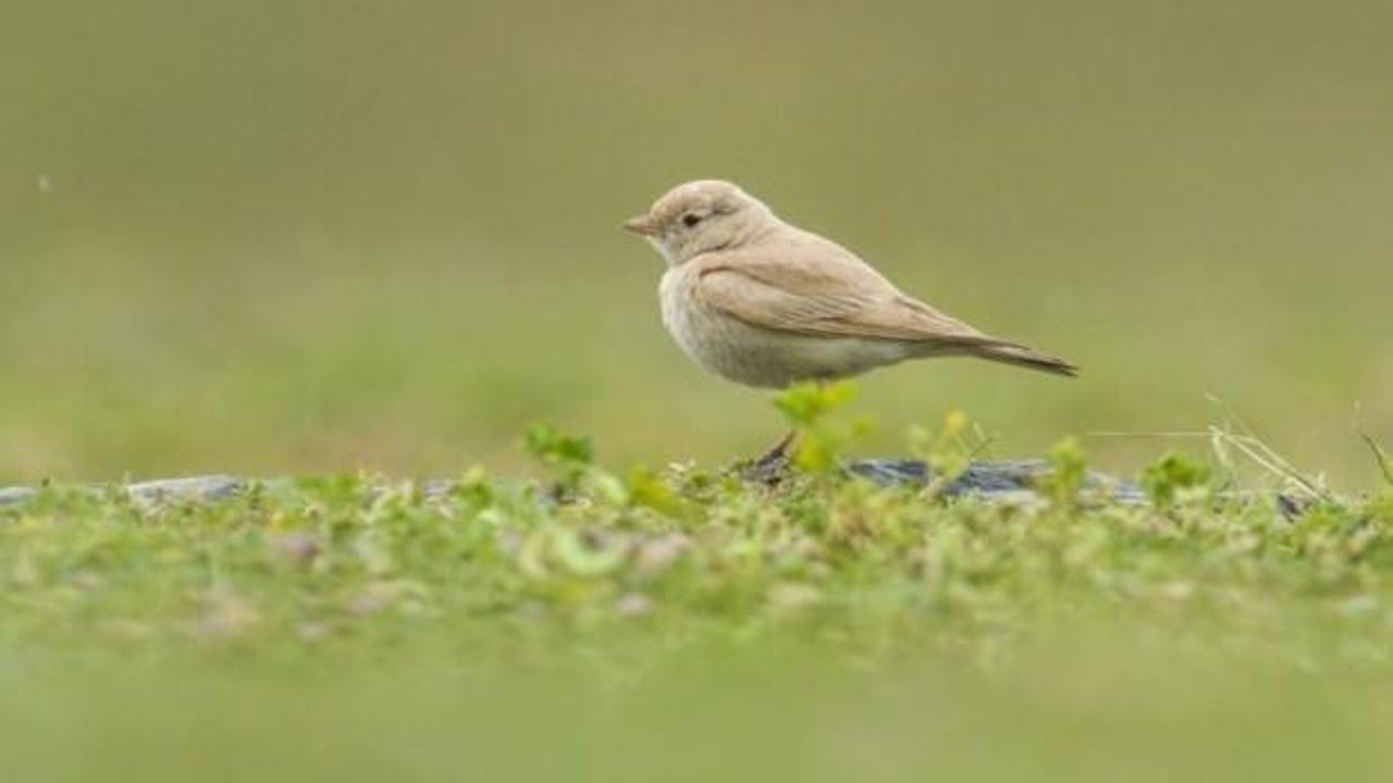 'Küçük Çöl Toygarı' Türkiye'de ilk kez görüldü