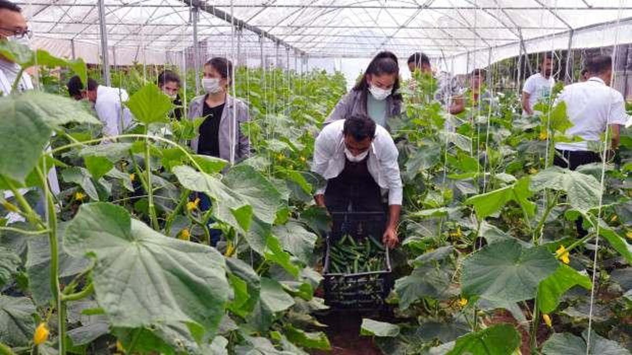 Mardin'de lise öğrencileri 2 bin metrekarelik alanda tarımsal üretim yapıyor