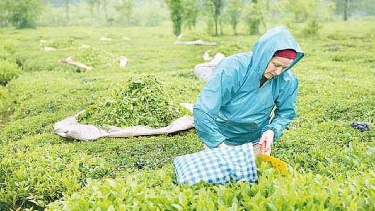 Yaş çay hasadı 17 Mayıs’ta başlıyor