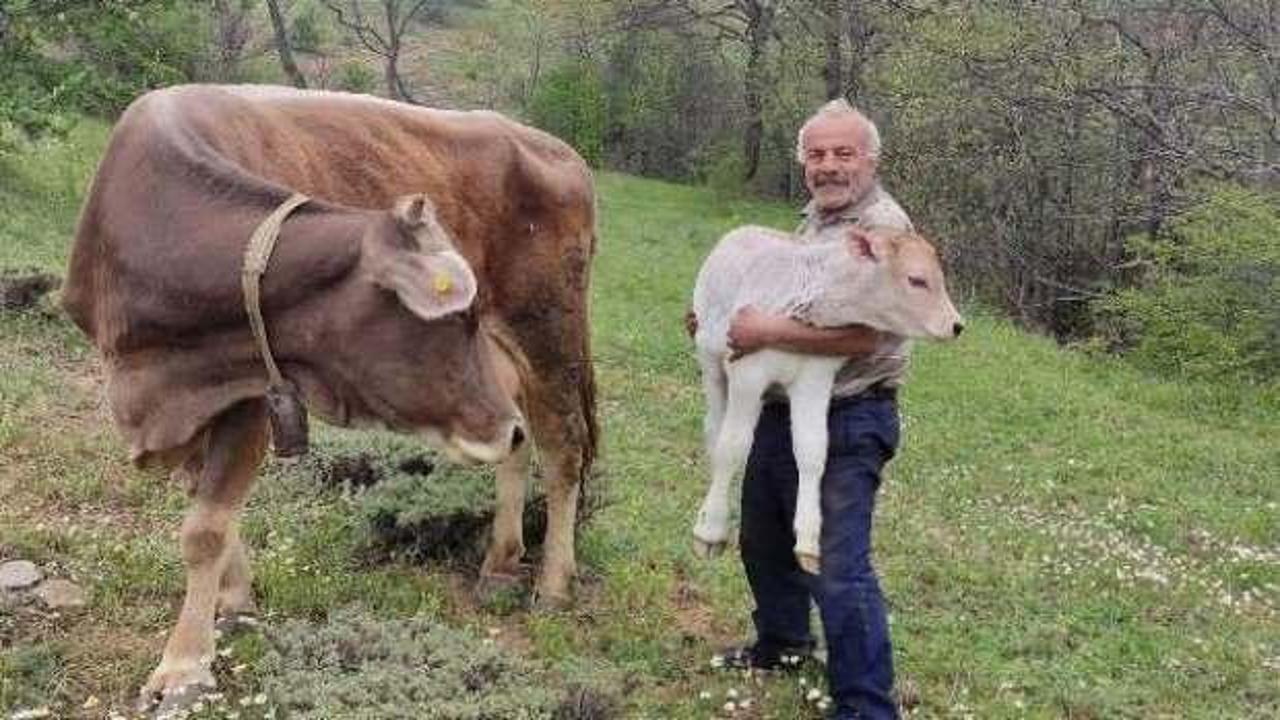 3 g&uuml;n &ouml;nce 1 inek kaybetti 2 tane buldu!