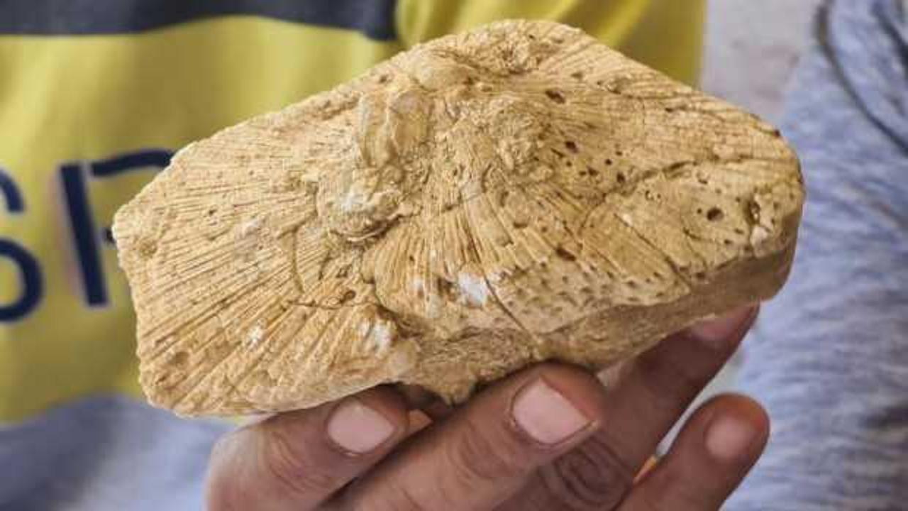 Doğa gezisinde bulduğu taş 45 milyon yıllık fosil çıktı