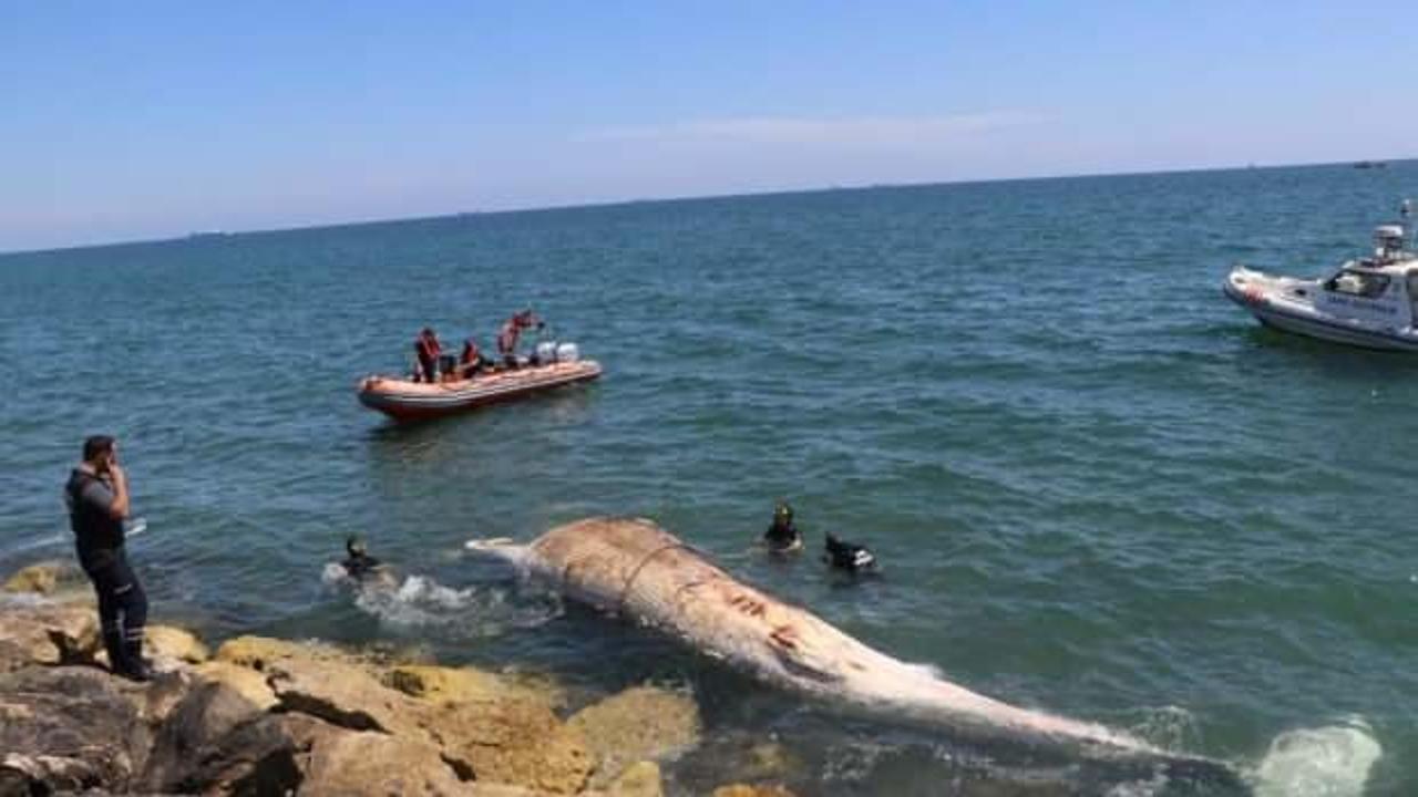 Mersin'de karaya vuran dev balinanın ölüm nedeni açıklandı
