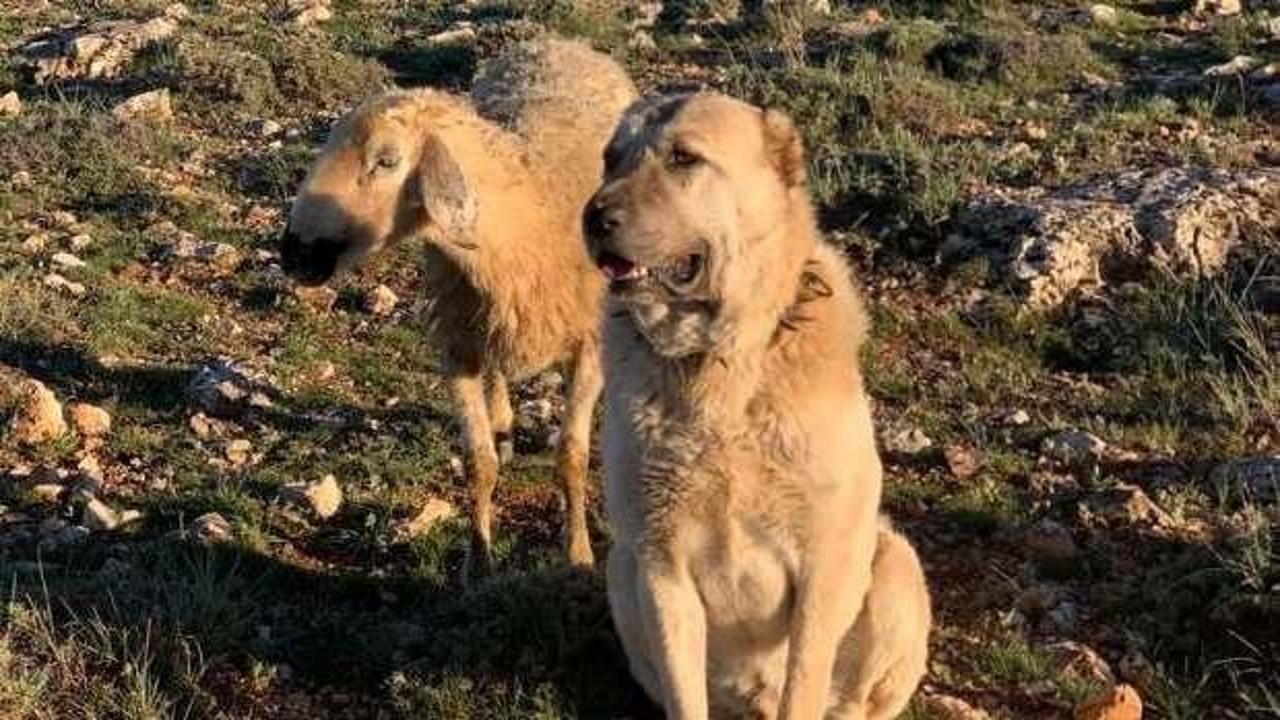 Sadakati ile şaşkına &ccedil;evirdi, koyunun başında iki g&uuml;n bekledi   