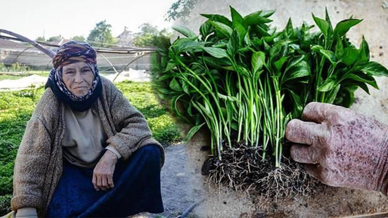 Konya'da anne ve kızları ata tohumuyla fide üretiyor, taleplere yetişemiyor
