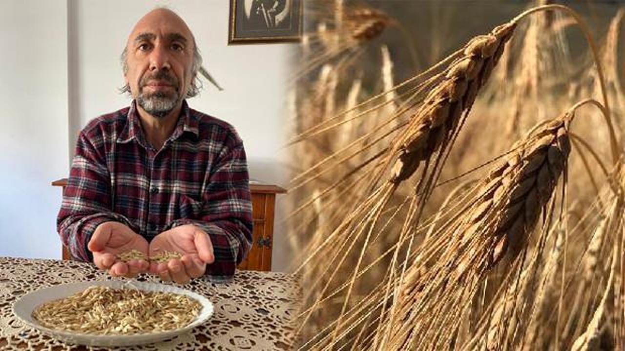 Kars'ın 13 bin yıllık ata tohumu 'kavılca' ekimi yaygınlaşıyor