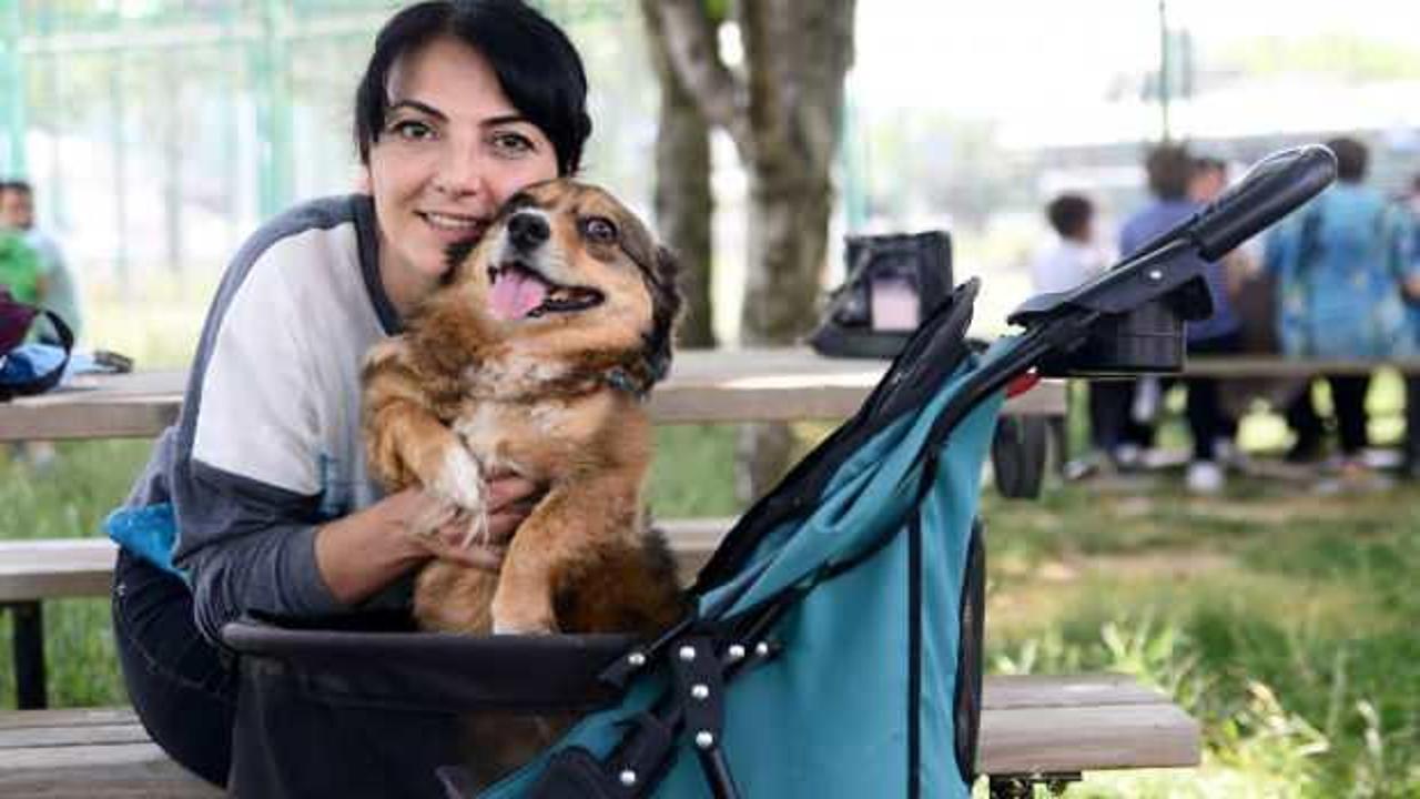 K&ouml;k h&uuml;cre nakliyle Bıdık yeniden y&uuml;r&uuml;meye başladı