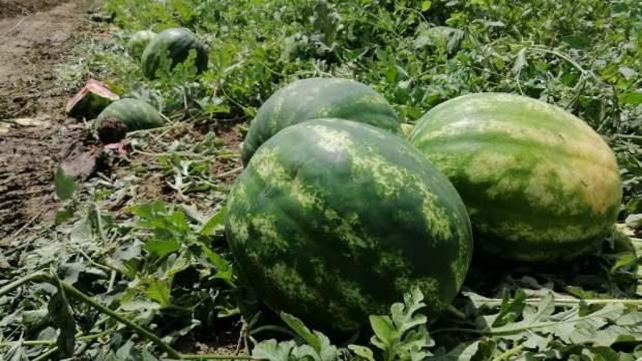 Para etmeyen karpuzu karayolunda satmaya &ccedil;alışıyorlar