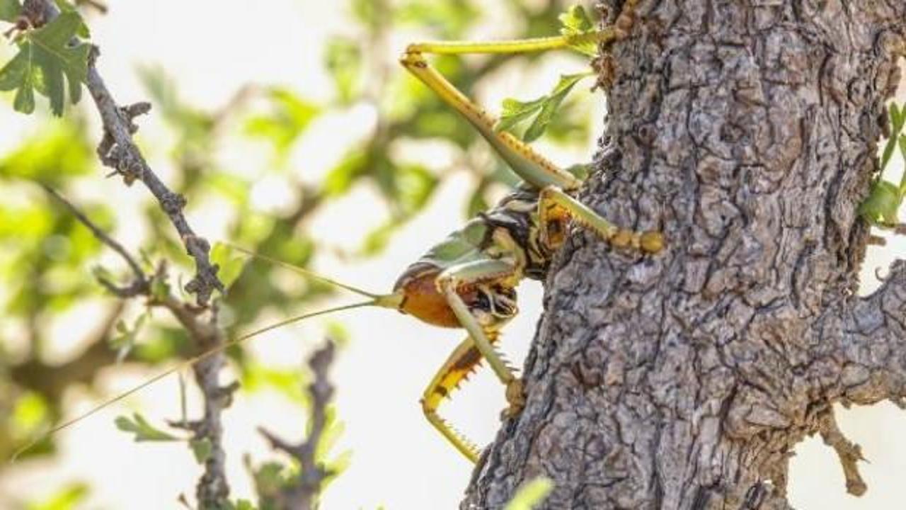 Dev &ccedil;ekirgeler &ccedil;ift&ccedil;iye yarar sağlıyor