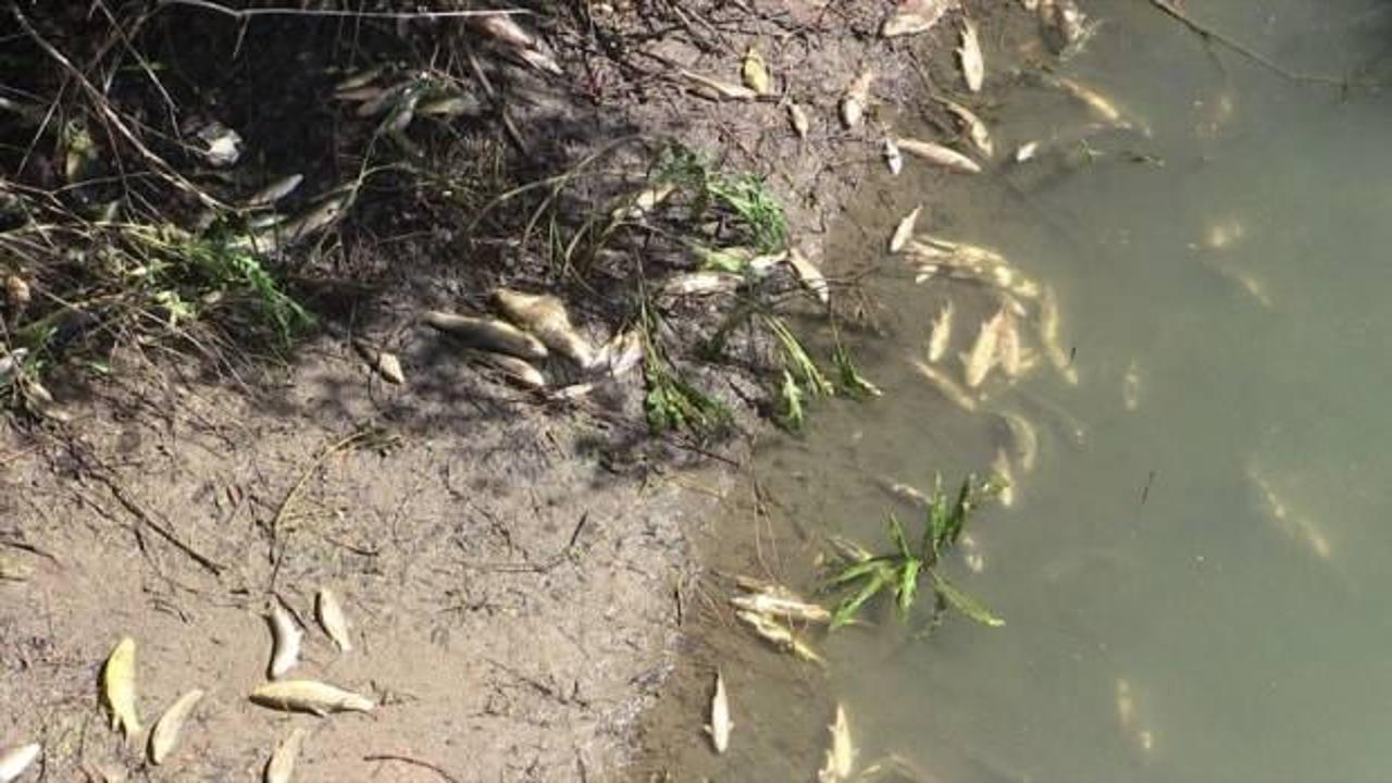 Kahramanmaraş'ta meydana gelen balık ölümlerinin nedeni araştırılıyor