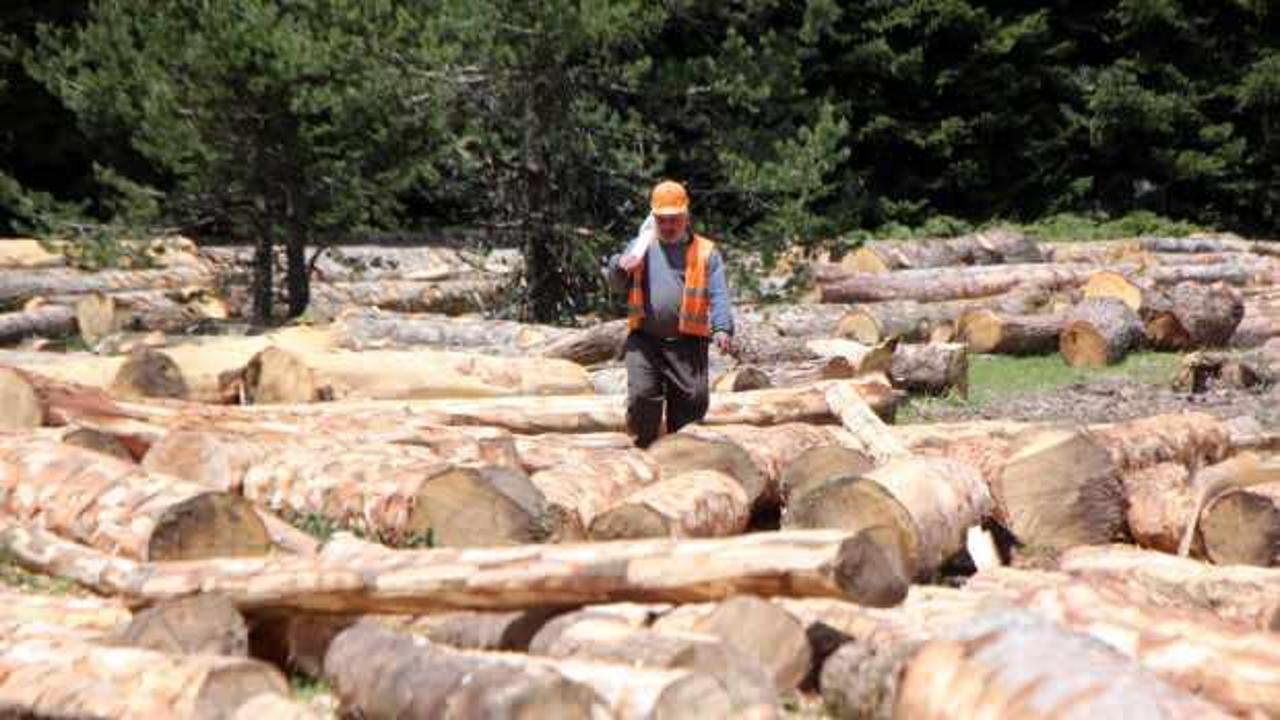 Bolu’da yaşlı ağaçlar kesilerek ekonomiye kazandırılıyor