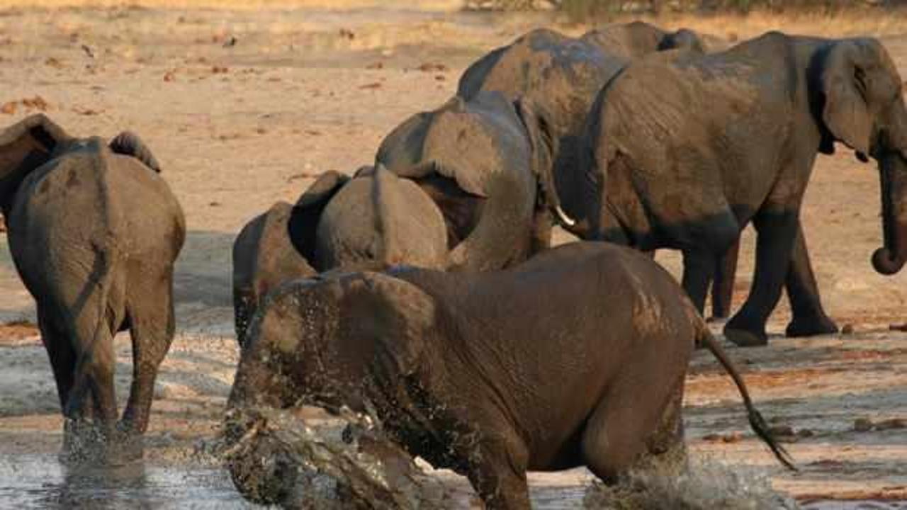 Hindistan'da 28 fil koronavirüse yakalandı!