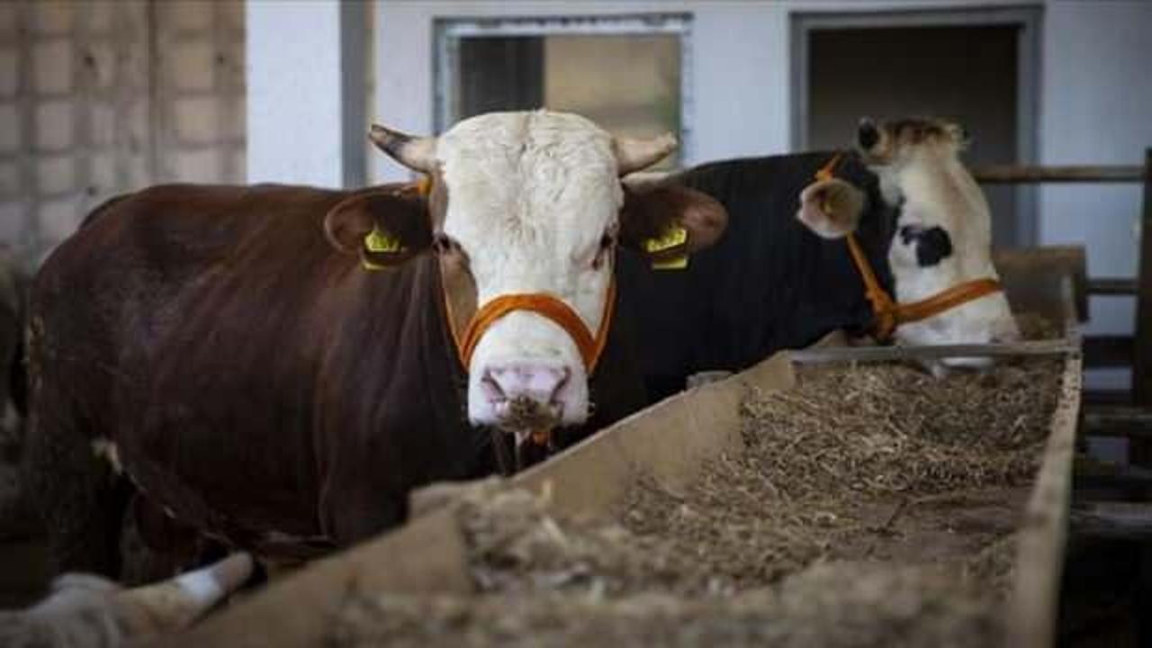 Kızılay, 2021 kurban vekalet fiyatlarını belirledi