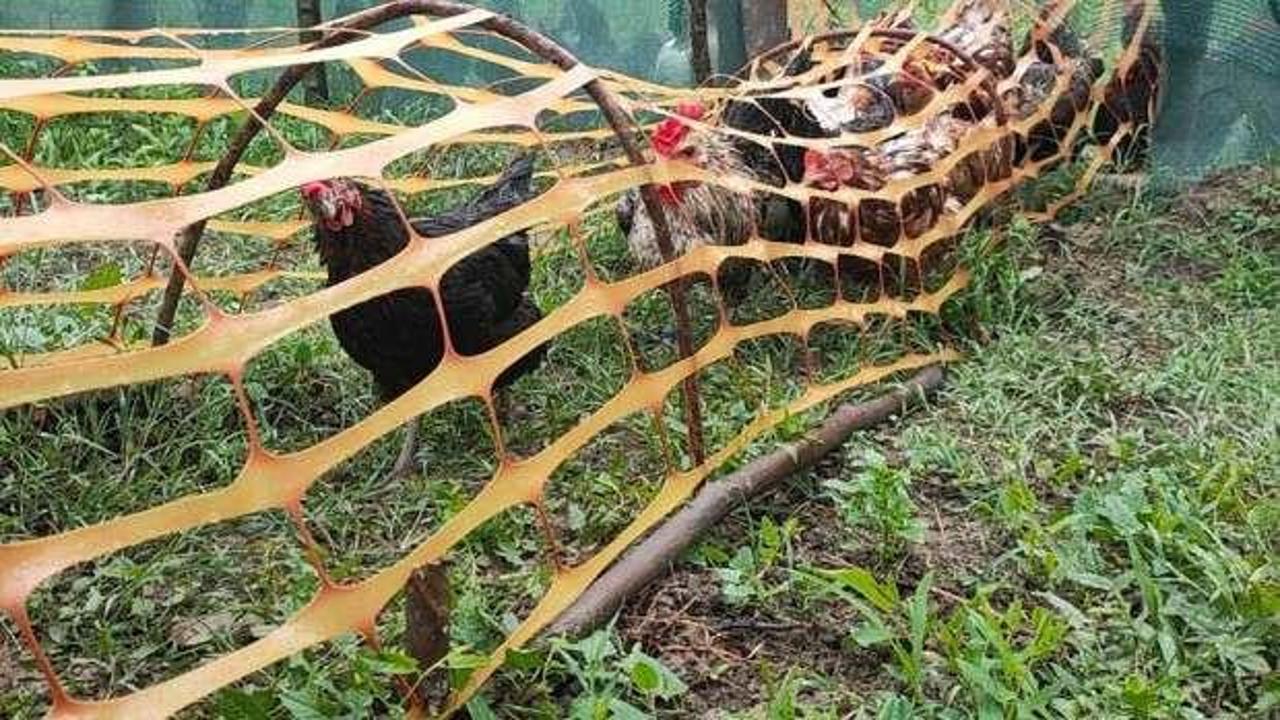 Tavuklara t&uuml;nelle transit ge&ccedil;iş!