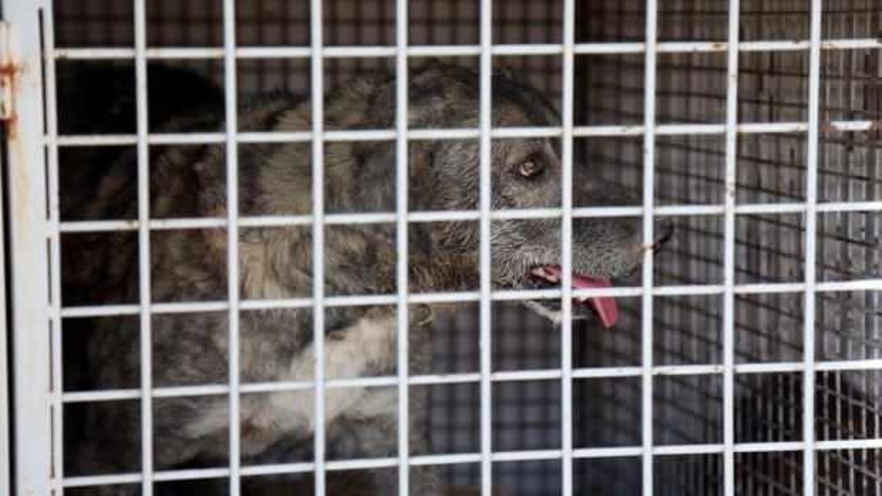 ABD'de 100'den fazla ülkeden köpek ithalatı yasaklandı