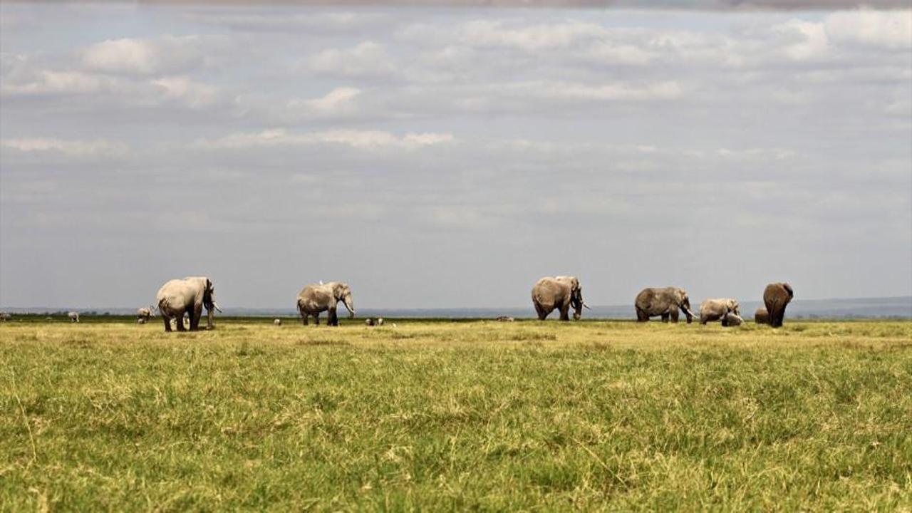 Afrika'nın en büyük doğal alanlarından Amboseli Milli Parkı