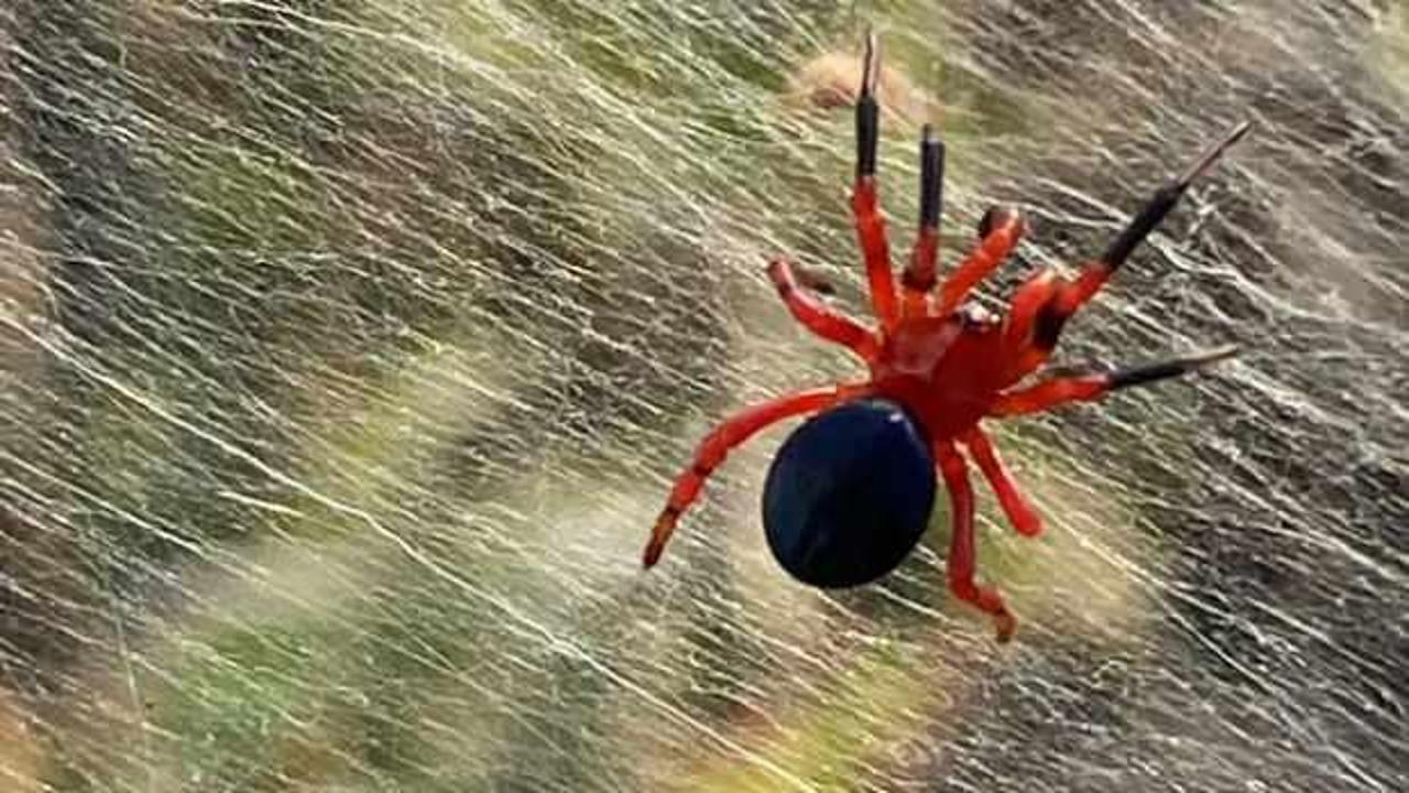Avusturalya’da selden sonra ortaya dev örümcek ağları çıktı