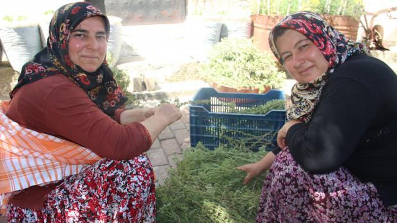Aydın'da köylü kadınlar virüsten şifa deposu kekik suyuyla korunuyor