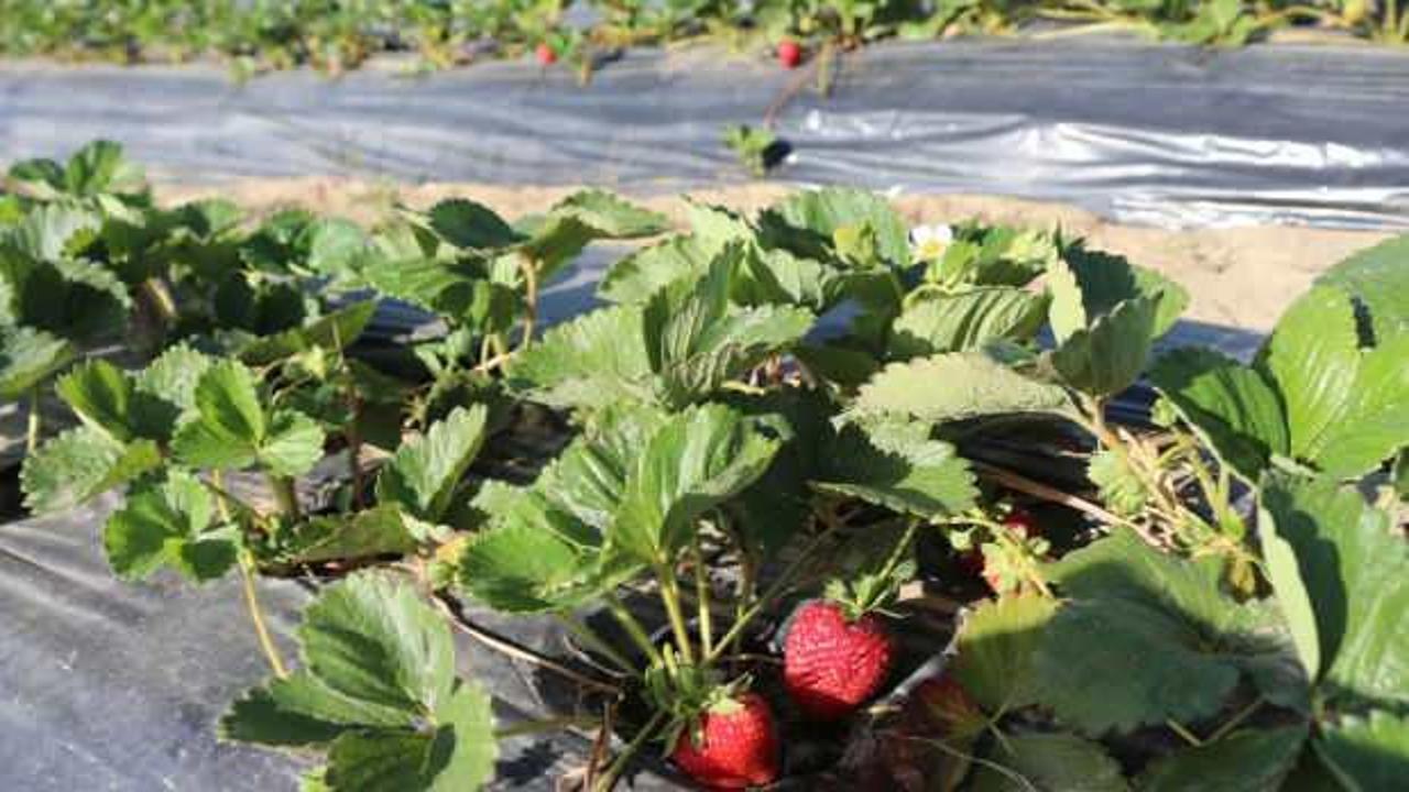Ekonomiye 40 milyon lira katkısı var: Sason çileği tescillendi