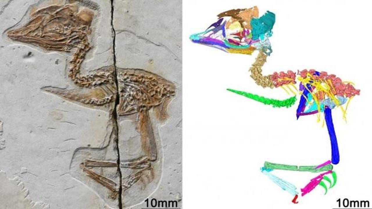 Dinozor kafalı ve kuş bedenine sahip 120 milyon yıllık fosil bulundu