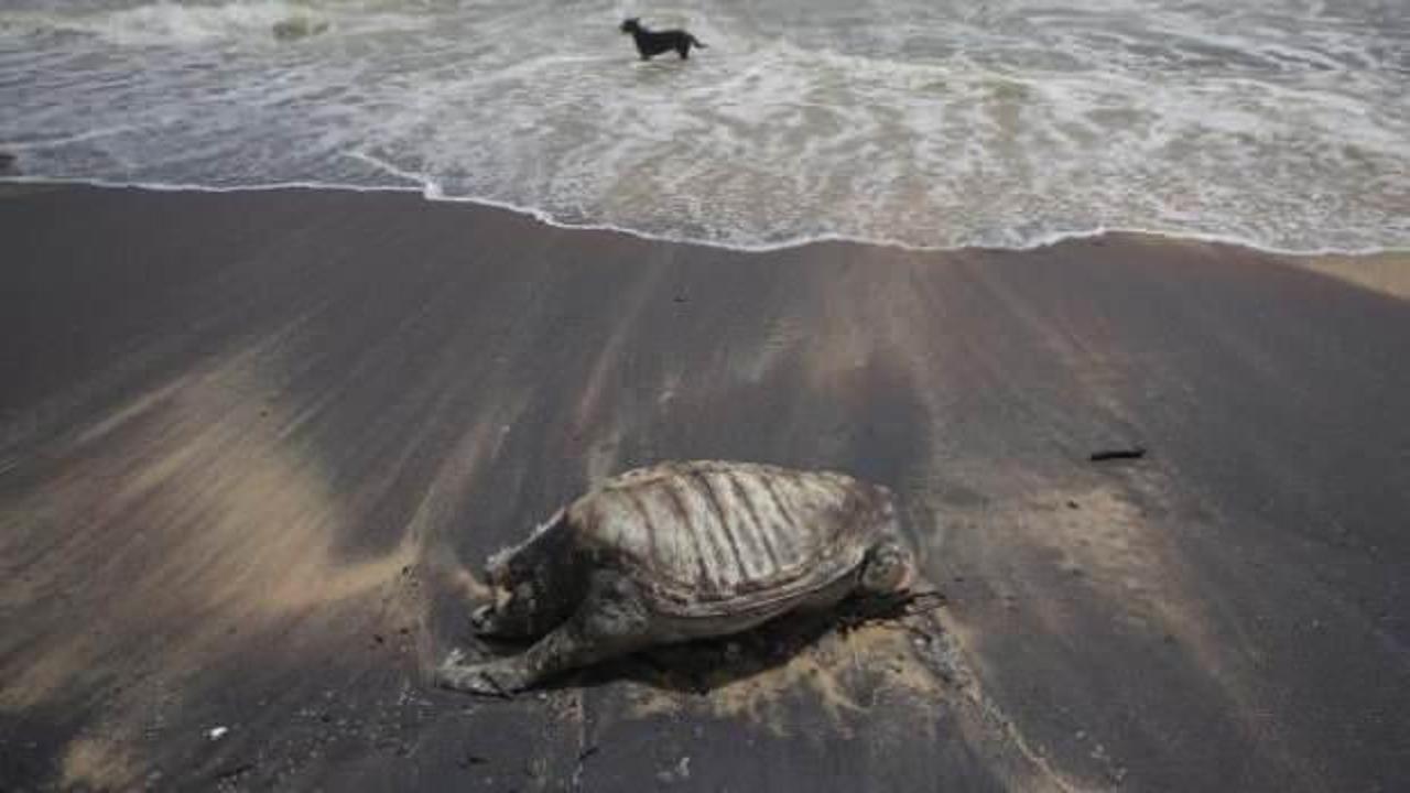 Sri Lanka'da çok sayıda "ölü" deniz canlısı karaya vurdu