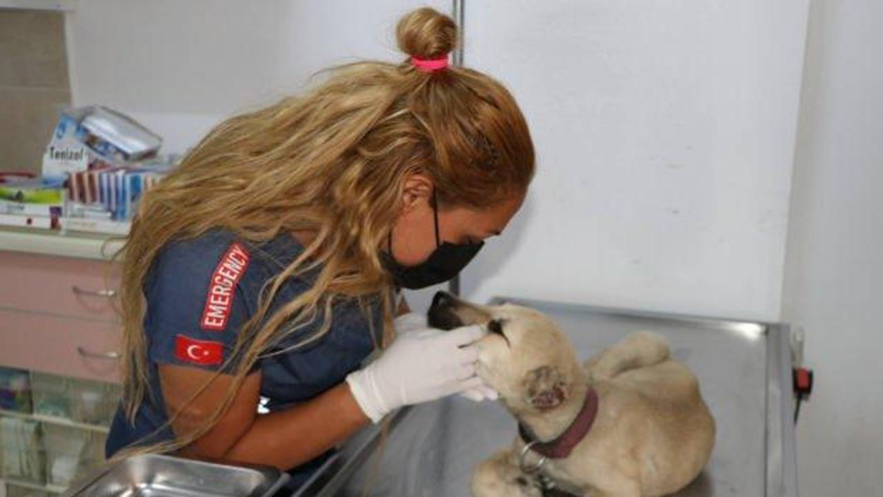 Vahşet! Kulaklarını kesip, ayağını kırdılar