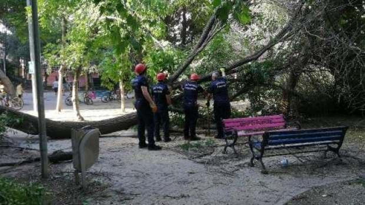 Bakırköy'de çocuklar oynarken ağaç devrildi