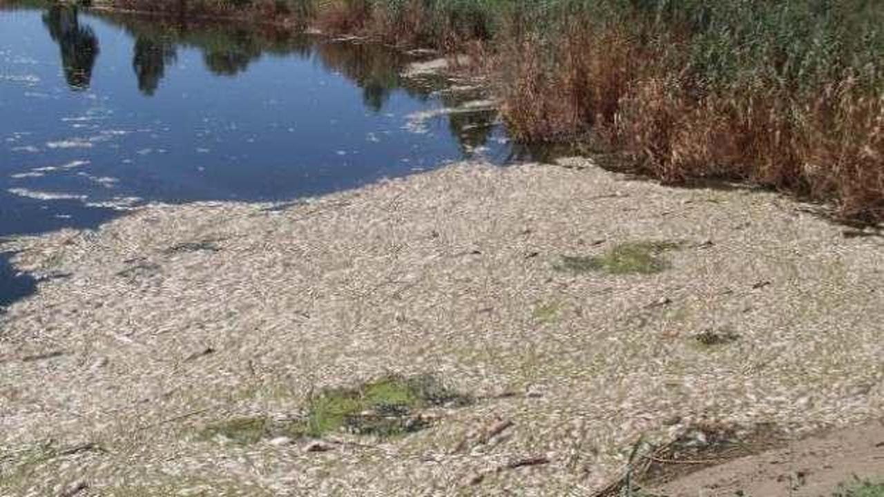 Büyük Menderes'te toplu balık ölümleri tedirgin etti