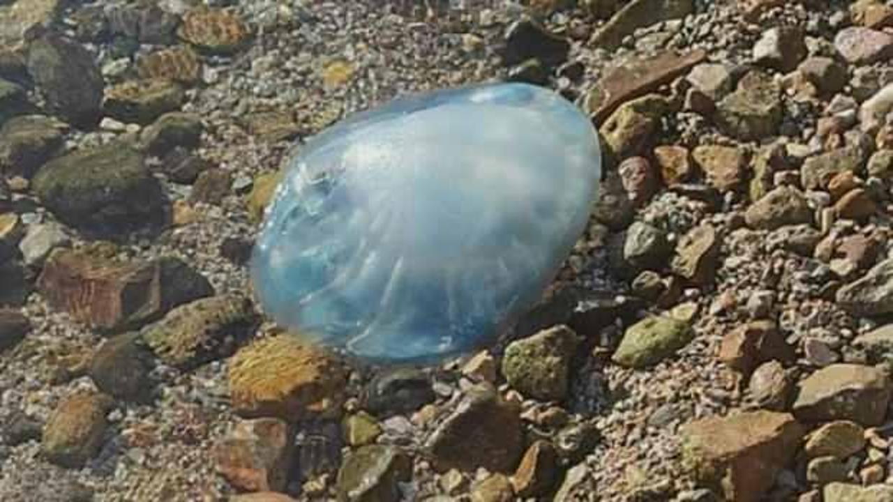 G&ouml;renler g&ouml;zlerine inanamadı! 5 kiloluk denizanası sahile vurdu