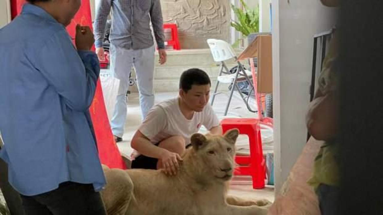 Kamboçya'da Tik Tok'da videoları olan aslana devlet el koydu