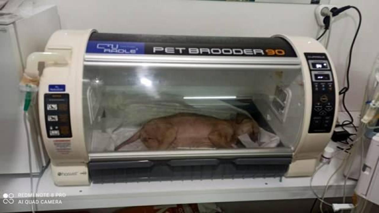 Manisa&rsquo;da akılalmaz olay! Yavru k&ouml;peği sopayla d&ouml;vd&uuml;ler