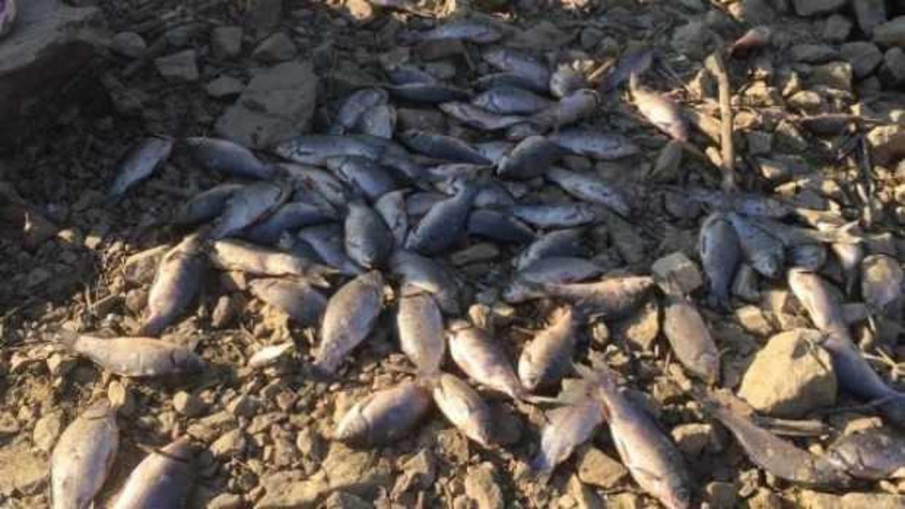 Suyun tahliye edildiği barajdan balık ölülerini sepetlerle topladılar