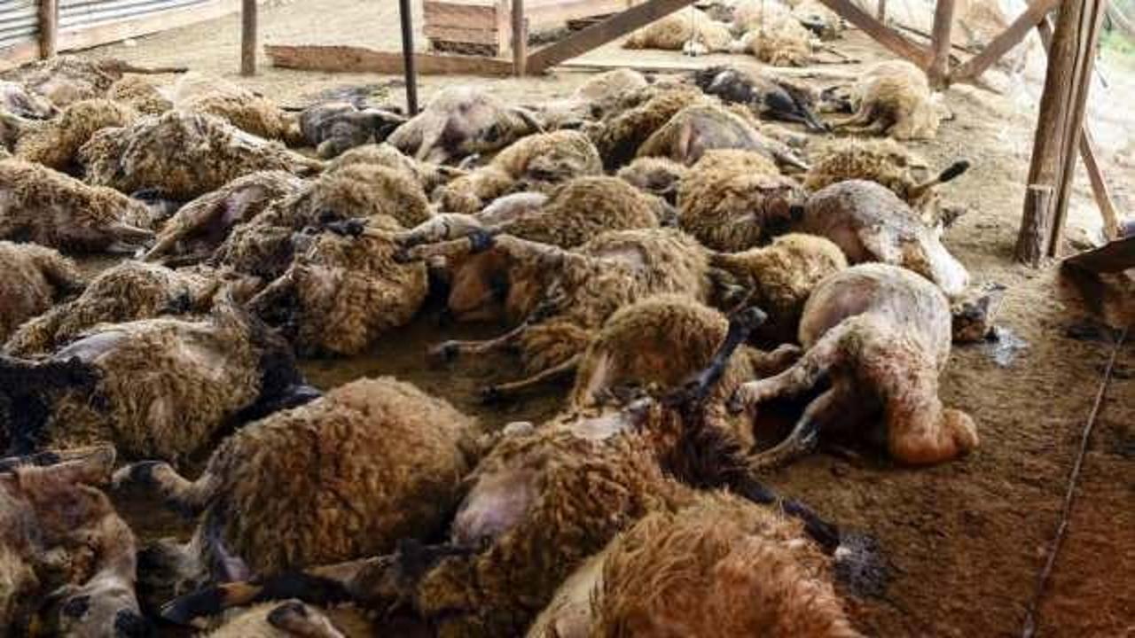 Ağıla giren kurtlar 103 koyunu telef etti, 43 koyunu yaraladı