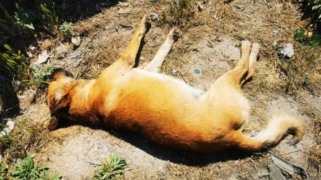 Ankara'da 6 köpeğin ölümünde "zehirli tavuk eti" izi